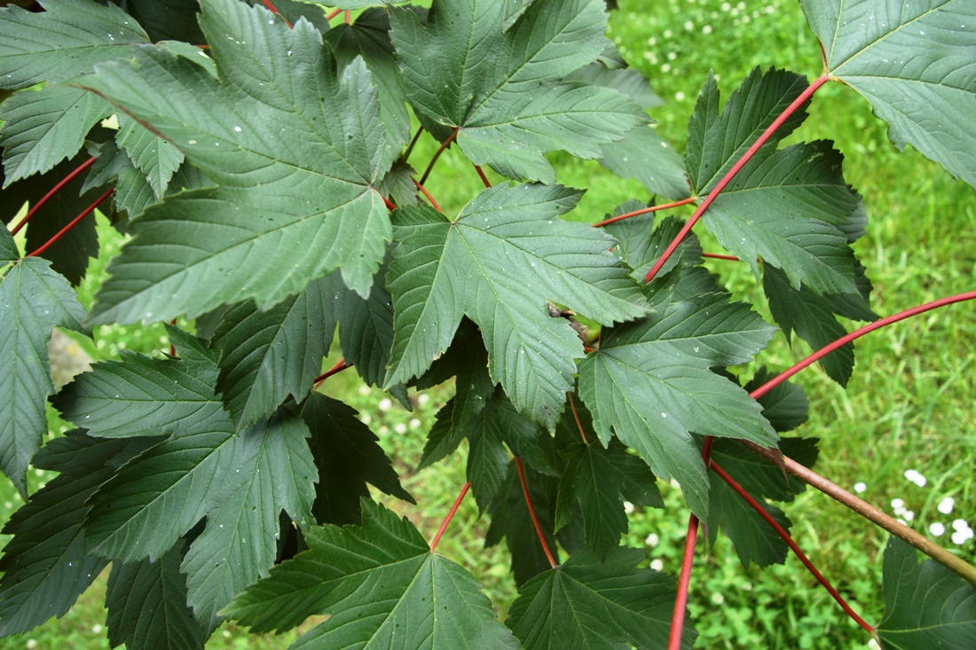 Javor Klen Purpurascens Acer Pseudoplatanus Purpurascens Strom